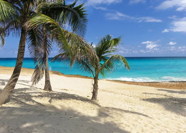 Rajska plaża z palmami — Zdjęcie stockowe