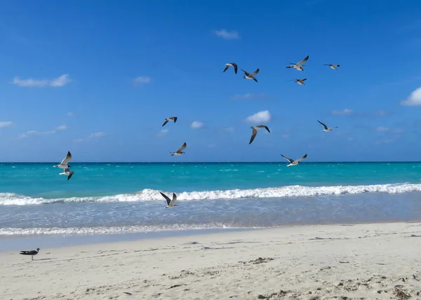 seagulls over the ocean
