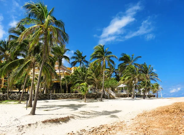 Palmeras en la tierra del paraíso —  Fotos de Stock