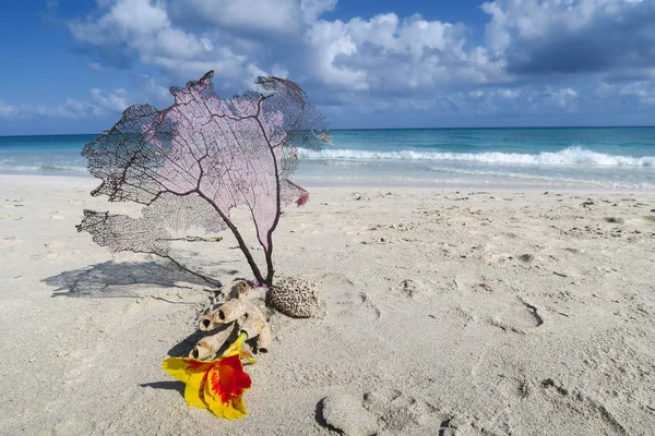 Natura morta floreale esotica sulla spiaggia dell'Oceano Atlantico — Foto Stock