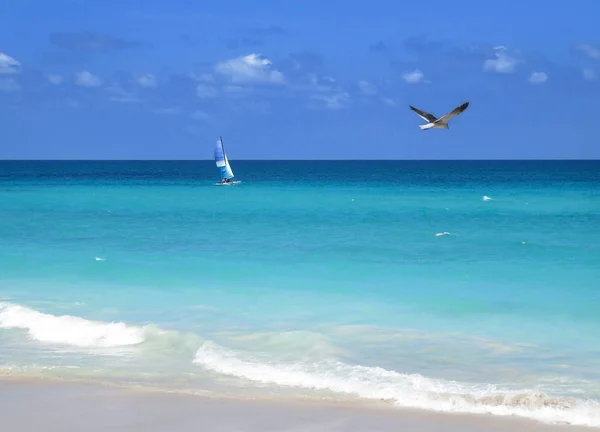 Ein einsames Boot und eine einsame Möwe im Meer — Stockfoto