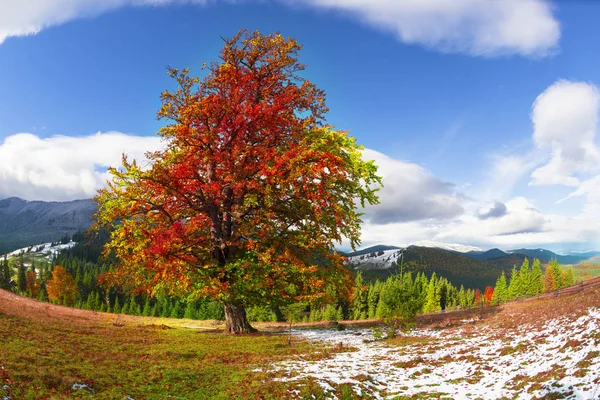 Bunte Herbstbuche — Stockfoto