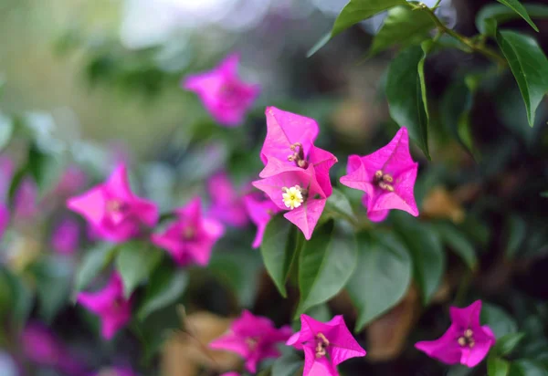 Vacker Lila Och Rosa Bougainvillea Blommor Växer Tropiska Och Subtropiska — Stockfoto