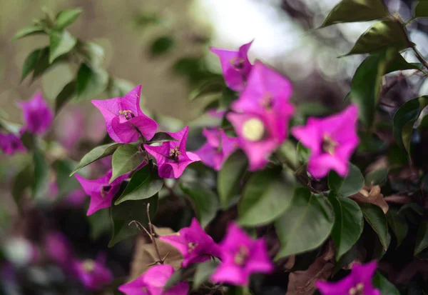 Erstaunliche Farbe Bougainvillea Blumen Wachsen Auf Bäumen Oder Sträuchern Ländern — Stockfoto