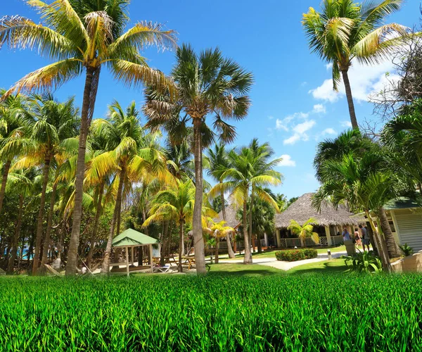 En vacker grön resort i soliga Kuba med handflatorna — Stockfoto