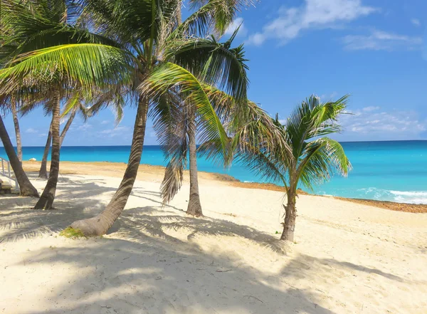 Paraíso de palmeras en el Caribe — Foto de Stock