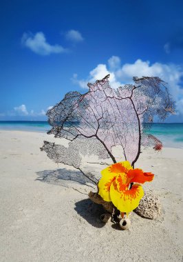 egzotik çiçek natürmort beach Atlantik Okyanusu üzerinde