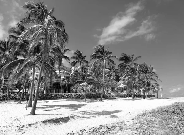 Palms i landet av paradise — Stockfoto