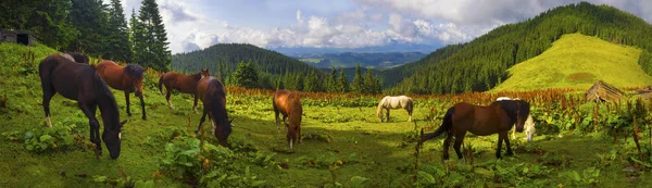 Karpaten-Mustangs auf der grünen Wiese — Stockfoto