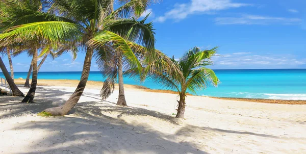 Paraíso de palmeras en el Caribe — Foto de Stock