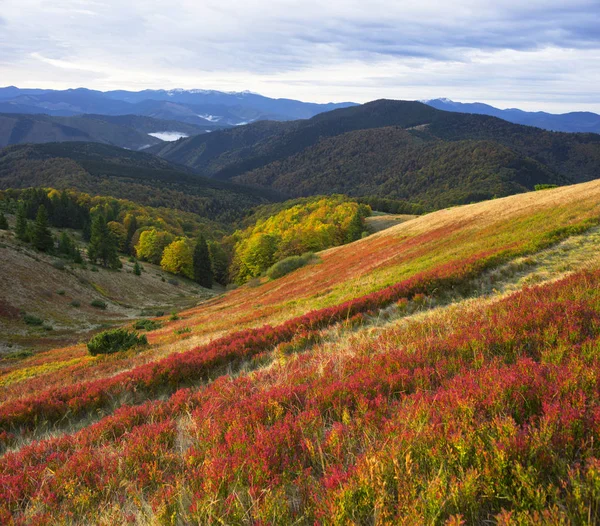 Goldene Herbstfarben in den ukrainischen Bergen — Stockfoto
