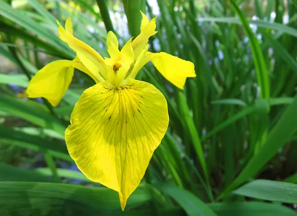 Schöne Volle Gelbe Irisblüte Die Der Nähe Des Teiches Italien — Stockfoto