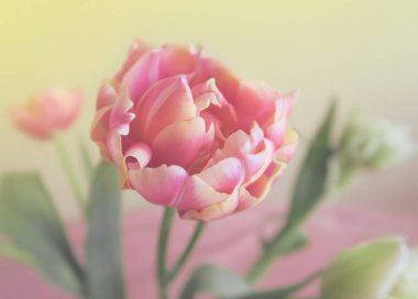 pastel tonlarda şaşırtıcı Pembe Lale