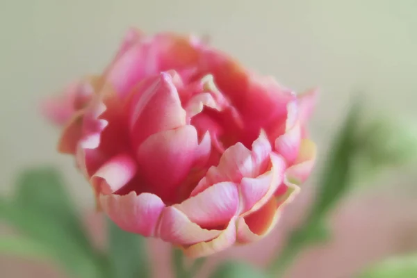 beautiful pink tulip