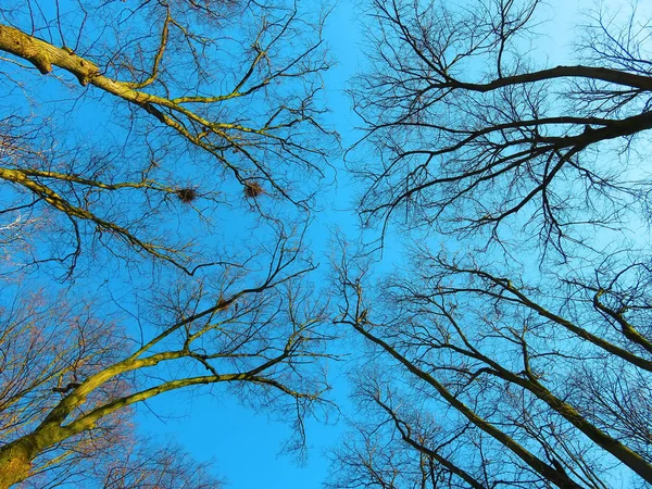 Blå Våren Himlen Bland Kala Grenar Träd Filosofiska Bild Höjd — Stockfoto