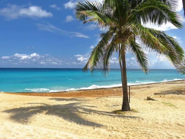 Palmeras en la playa de Cuba — Foto de Stock