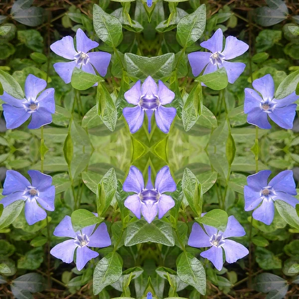 a kaleidoscope image of a wild forest flower Periwinkle myrtle - light blue hue, tender look of freshness and innocence