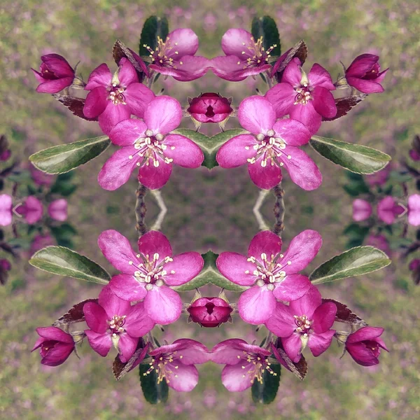Erstaunliche Aromatische Kirschapfelblüten Voller Blüte Ein Spiegelbild Kreatives Bild Frühling — Stockfoto