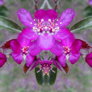 güzel pembe kiraz elma çiçeği