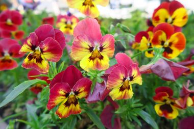 güzel sarı turuncu kırmızı coloful viola üç renkli heartsease çiçek büyüyen ve Avrupa'da Mayıs ayında çiçek açan 
