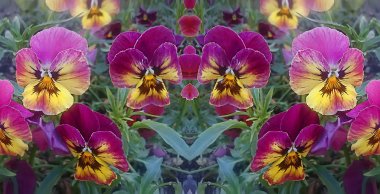 güzel sarı ve mor colorfulviola üç renkli kalbin kolaylığı büyüyen ve Mayıs ayında çiçek açan Avrupa, kaleydoskop çiçek deseni 