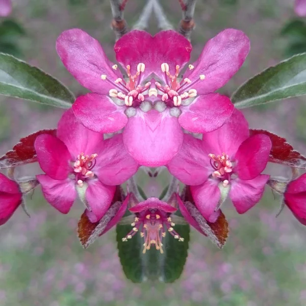 Erstaunliche Aromatische Kirschapfelblüten Voller Blüte Ein Spiegelbild Kreatives Bild Frühling — Stockfoto