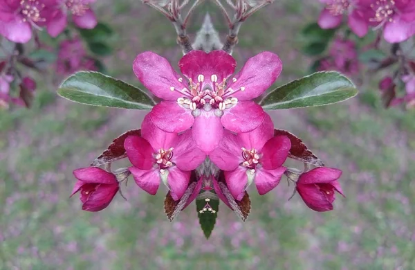 Erstaunliche Aromatische Kirschapfelblüten Voller Blüte Ein Spiegelbild Kreatives Bild Frühling — Stockfoto