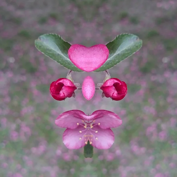 Amazing Aromatic Cherry Apple Flowers Full Blossom Mirror Reflection Creative — Stock Photo, Image