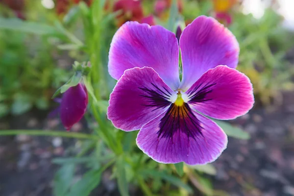 美しい紫の春の花パンジー — ストック写真