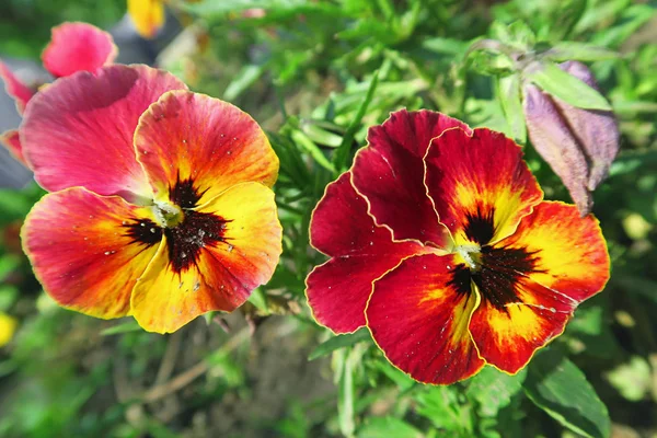 Vacker Gul Orange Röd Coloful Viola Tricolor Styvmorsviol Blomma Växer — Stockfoto