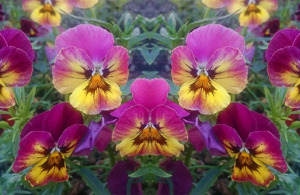 美しいヴィオラ トリコロール パンジー花の成長と開花 — ストック写真
