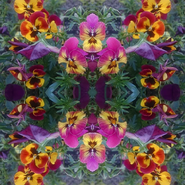 Schöne Viola tricolor Herzkrankheit Blume wächst und blüht — Stockfoto