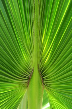  palm tree juicy leaf  clipart