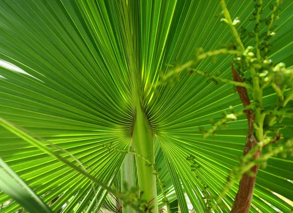 Detail Fotografie Šťavnaté Barvy Listů Kuba Fan Palm — Stock fotografie