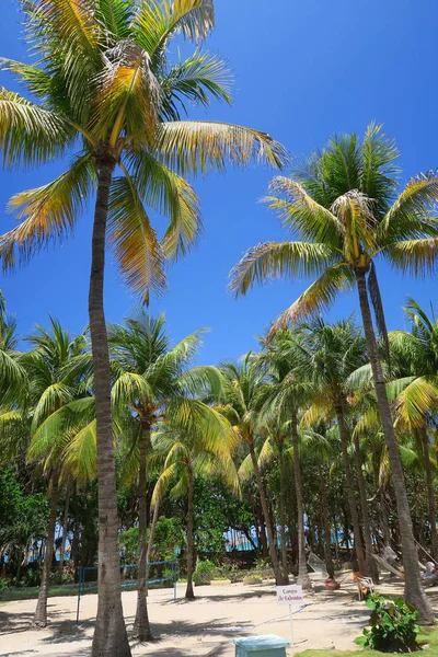 Typical Tropical Relaxing Scenery Hotel Several Palm Trees Background Blue — Stock Photo, Image