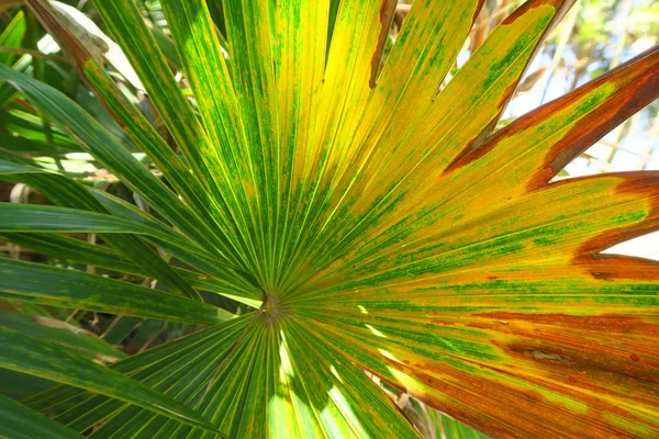 Buntes Palmenblatt Von Gelben Grünen Und Braunen Roten Farben — Stockfoto