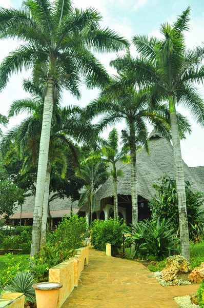 natural palm tree village in Africa