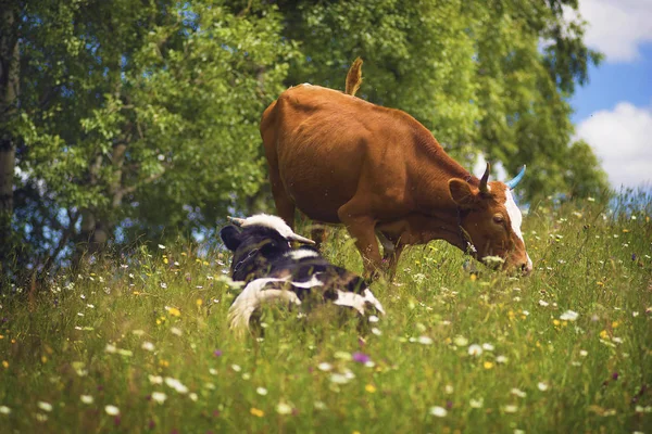 Una pareja de vacas siesta en las hierbas —  Fotos de Stock