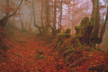 kumral halı düşen yapraklar, havadaki büyü ile bir gerçek sonbahar peri masalı gibi diğer ağaçlar arasında sonbahar ormanda antik kayın ağacı