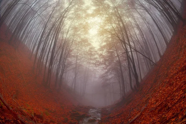 Schöne Herbstszene Einem Wald Mit Rotem Teppich Aus Abgefallenen Blättern — Stockfoto