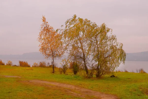 Trzy złote jesienne brzozy na wietrze — Zdjęcie stockowe