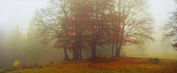 Güzel sisli sonbahar orman — Stok fotoğraf