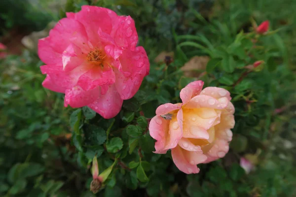 Belles roses de jardin roses et blanches — Photo