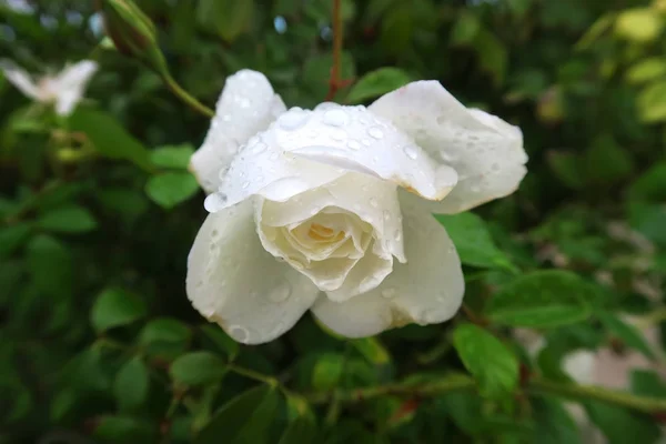 Mooie Witte Tuin Rozen Met Dauw Druppels Regendruppels Verbazingwekkend Bewijs — Stockfoto