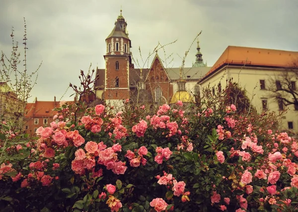 Uroczy Wawel w Krakowie w róży kwiat — Zdjęcie stockowe