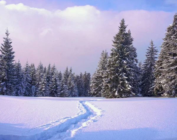 Strenge winter panorama landschap met de besneeuwde forest — Stockfoto