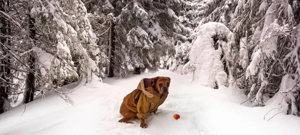 严寒冬季全景景观与雪林 — 图库照片