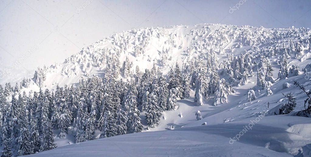 Severe winter panoramic landscape with snowy forest 
