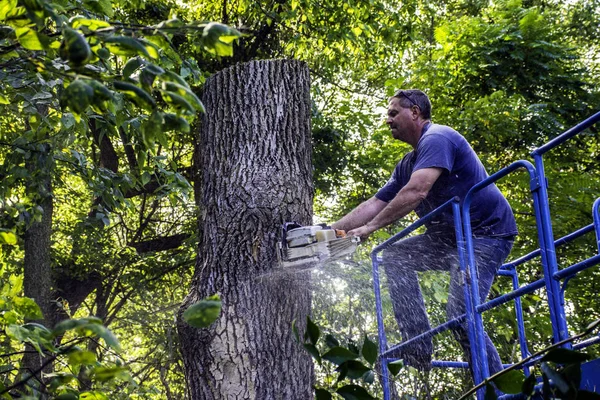 Hombre cortando árbol —  Fotos de Stock