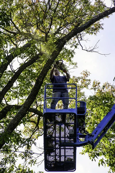 Man trimmen boom — Stockfoto